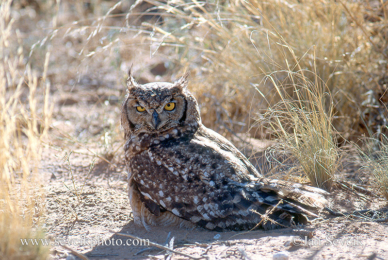 Photo of výr africký Bubo africanus Spotted Eagle Owl Fleckenuhu